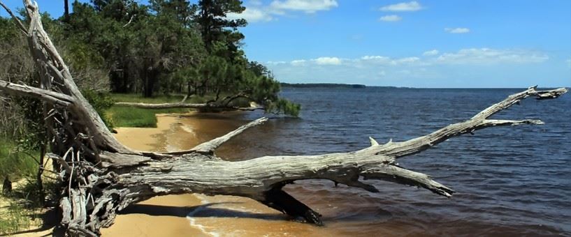 Downed tree on the shoreline